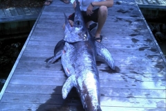 Sword fishing in Destin Florida